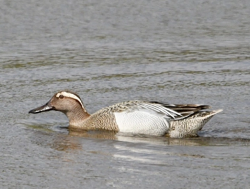 Garganey